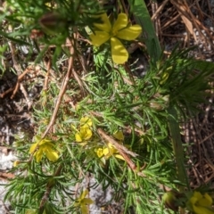 Hibbertia fasciculata (Bundled Guinea-flower) at Ulladulla, NSW - 18 Jan 2023 by stofbrew