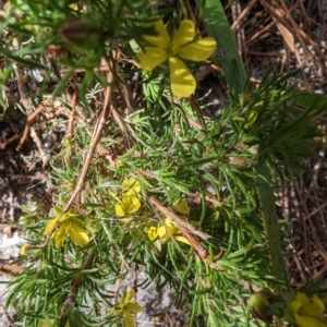 Hibbertia fasciculata at Ulladulla, NSW - 18 Jan 2023