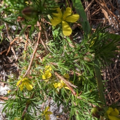 Hibbertia fasciculata (Bundled Guinea-flower) at Ulladulla, NSW - 17 Jan 2023 by stofbrew