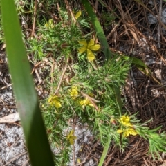 Hibbertia fasciculata at Ulladulla, NSW - 18 Jan 2023