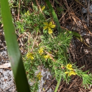 Hibbertia fasciculata at Ulladulla, NSW - 18 Jan 2023 08:57 AM