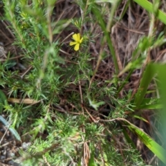 Hibbertia fasciculata at Ulladulla, NSW - 18 Jan 2023 08:57 AM