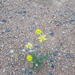 Senecio madagascariensis at Macquarie, ACT - 21 Jan 2023