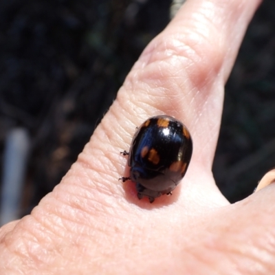 Paropsisterna octosignata (Eucalyptus leaf beetle) at Murrumbateman, NSW - 20 Jan 2023 by SimoneC