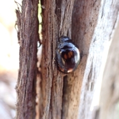 Paropsisterna octosignata at Murrumbateman, NSW - 20 Jan 2023