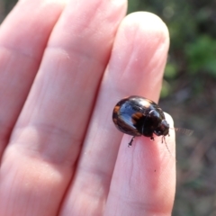 Paropsisterna octosignata at Murrumbateman, NSW - 20 Jan 2023