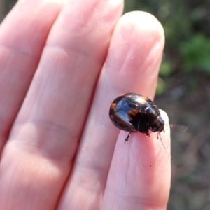 Paropsisterna octosignata at Murrumbateman, NSW - 20 Jan 2023