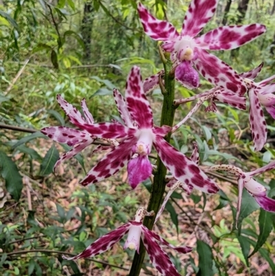 Dipodium punctatum (Blotched Hyacinth Orchid) at Ulladulla Wildflower Reserve - 19 Jan 2023 by stofbrew