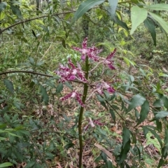 Dipodium punctatum at Ulladulla, NSW - suppressed