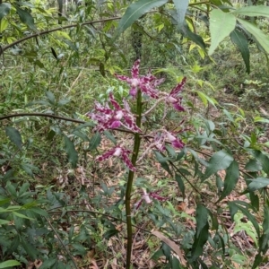 Dipodium punctatum at Ulladulla, NSW - 19 Jan 2023