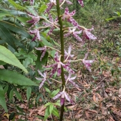 Dipodium punctatum at Ulladulla, NSW - 19 Jan 2023