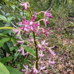 Dipodium punctatum at Ulladulla, NSW - suppressed