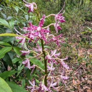 Dipodium punctatum at Ulladulla, NSW - suppressed