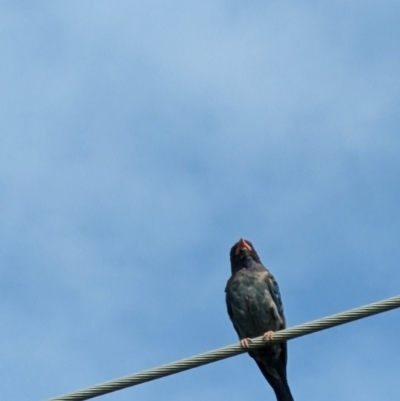 Eurystomus orientalis (Dollarbird) at Fyshwick, ACT - 21 Jan 2023 by stofbrew