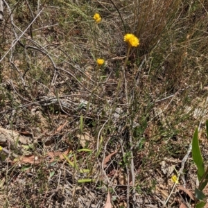 Chrysocephalum apiculatum at Bruce, ACT - 21 Jan 2023