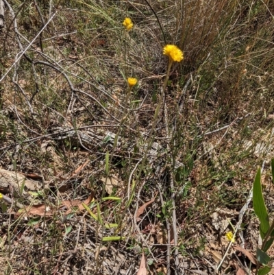 Chrysocephalum apiculatum (Common Everlasting) at Bruce, ACT - 21 Jan 2023 by stofbrew