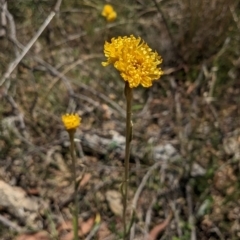 Chrysocephalum apiculatum at Bruce, ACT - 21 Jan 2023 12:50 PM