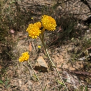 Chrysocephalum apiculatum at Bruce, ACT - 21 Jan 2023 12:50 PM