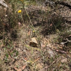 Chrysocephalum apiculatum at Bruce, ACT - 21 Jan 2023 12:50 PM