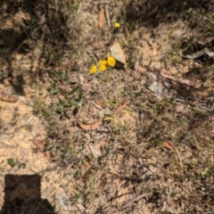 Chrysocephalum apiculatum at Bruce, ACT - 21 Jan 2023 12:50 PM