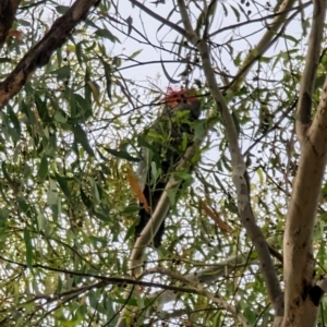 Callocephalon fimbriatum at Forrest, ACT - 21 Jan 2023