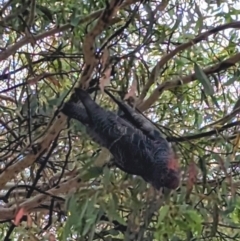 Callocephalon fimbriatum at Forrest, ACT - 21 Jan 2023