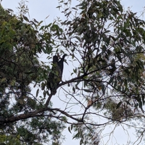 Callocephalon fimbriatum at Forrest, ACT - 21 Jan 2023