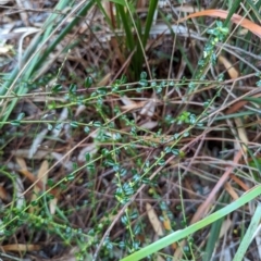 Phyllanthus hirtellus (Coastal Thyme Spurge) at South Pacific Heathland Reserve - 18 Jan 2023 by stofbrew