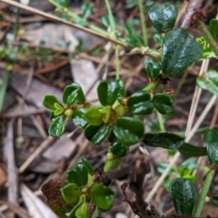 Phyllanthus hirtellus at Ulladulla, NSW - 19 Jan 2023