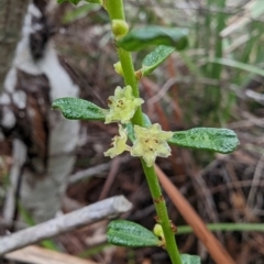 Phyllanthus hirtellus at Ulladulla, NSW - 19 Jan 2023