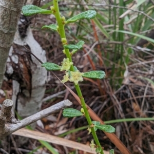 Phyllanthus hirtellus at Ulladulla, NSW - 19 Jan 2023