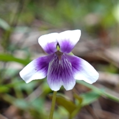 Viola hederacea (Ivy-leaved Violet) at Jerrawangala National Park - 20 Jan 2023 by RobG1