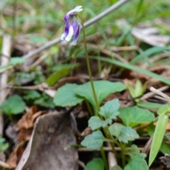 Viola hederacea at Jerrawangala, NSW - 20 Jan 2023 11:47 AM