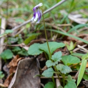 Viola hederacea at Jerrawangala, NSW - 20 Jan 2023