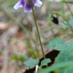 Viola hederacea at Jerrawangala, NSW - 20 Jan 2023