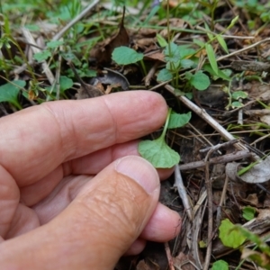 Viola hederacea at Jerrawangala, NSW - 20 Jan 2023 11:47 AM