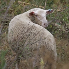 Ovis aries (Feral Sheep) at Uriarra Recreation Reserve - 21 Jan 2023 by KorinneM