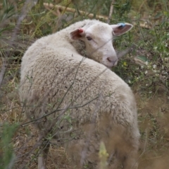 Ovis aries (Sheep) at Uriarra Recreation Reserve - 21 Jan 2023 by KorinneM