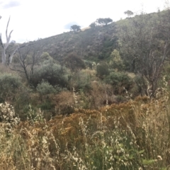 Ovis aries at Stromlo, ACT - 21 Jan 2023 05:19 PM