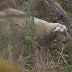 Ovis aries at Stromlo, ACT - 21 Jan 2023 05:19 PM