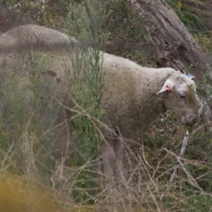 Ovis aries at Stromlo, ACT - 21 Jan 2023 05:19 PM