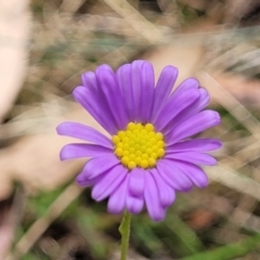 Brachyscome rigidula (Hairy Cut-leaf Daisy) at Carwoola, NSW - 20 Jan 2023 by trevorpreston