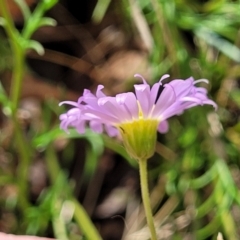 Brachyscome rigidula at Carwoola, NSW - 21 Jan 2023 10:49 AM