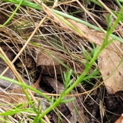 Brachyscome rigidula at Carwoola, NSW - 21 Jan 2023 10:49 AM