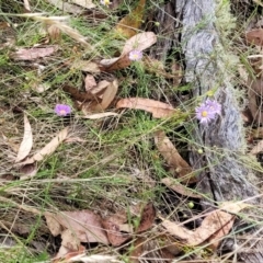 Brachyscome rigidula at Carwoola, NSW - 21 Jan 2023