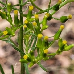 Senecio diaschides (Erect Groundsel) at Wanna Wanna Nature Reserve - 20 Jan 2023 by trevorpreston