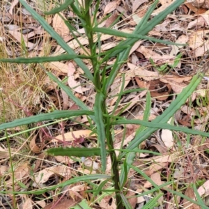 Senecio diaschides at Carwoola, NSW - 21 Jan 2023