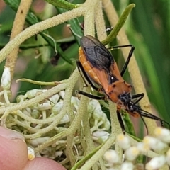 Gminatus australis (Orange assassin bug) at Wanna Wanna Nature Reserve - 20 Jan 2023 by trevorpreston