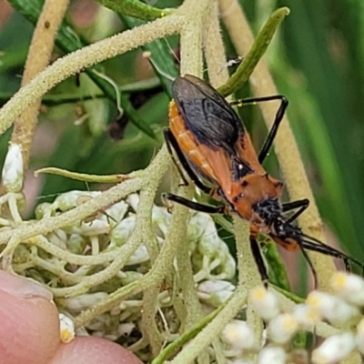 Gminatus australis (Orange assassin bug) at QPRC LGA - 20 Jan 2023 by trevorpreston