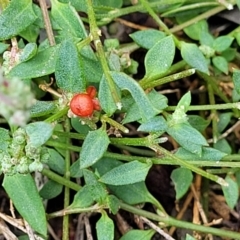 Einadia nutans (Climbing Saltbush) at Wanna Wanna Nature Reserve - 20 Jan 2023 by trevorpreston